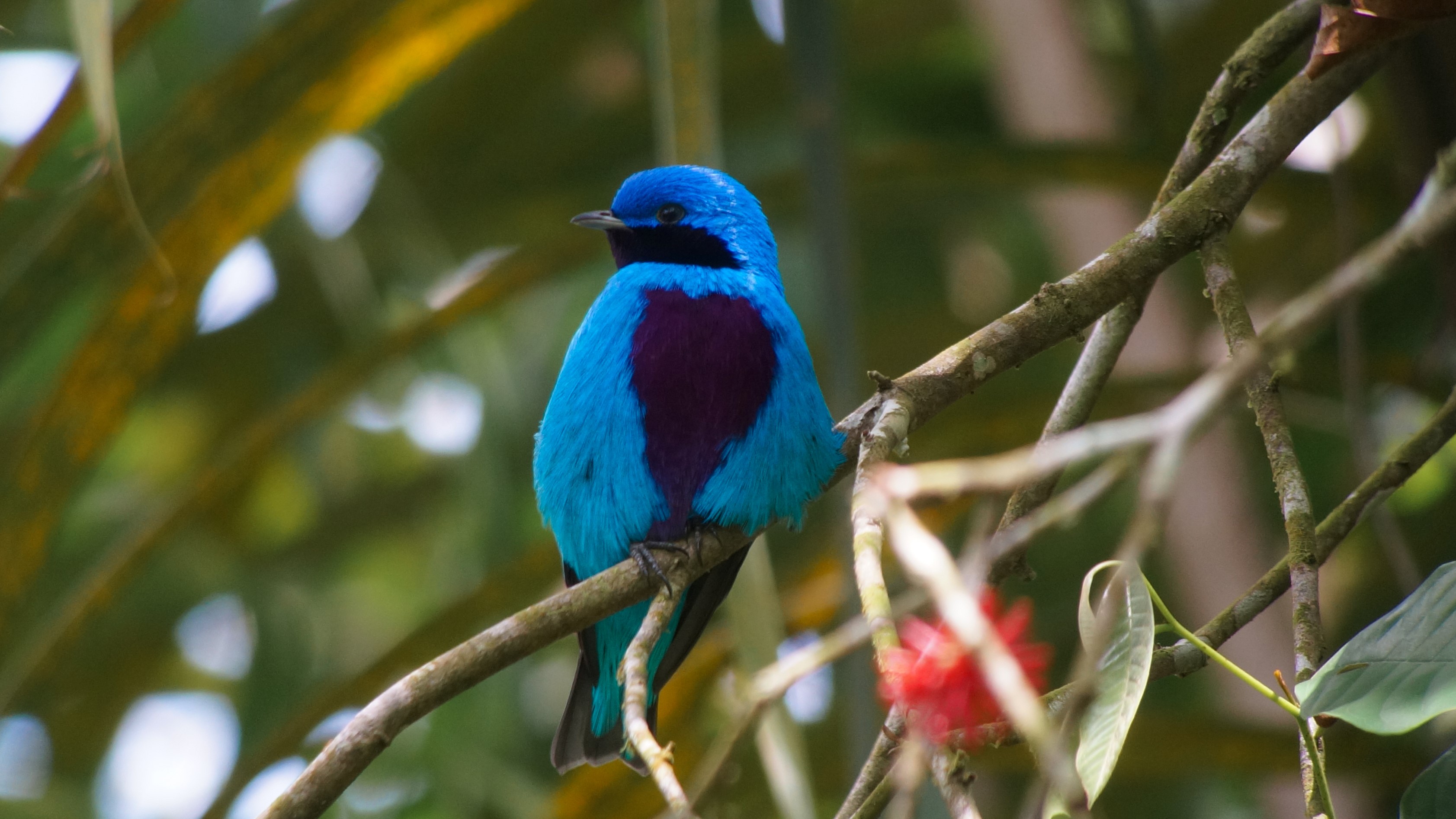 Cotinga amabilis